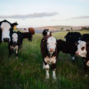 Cows in a field
