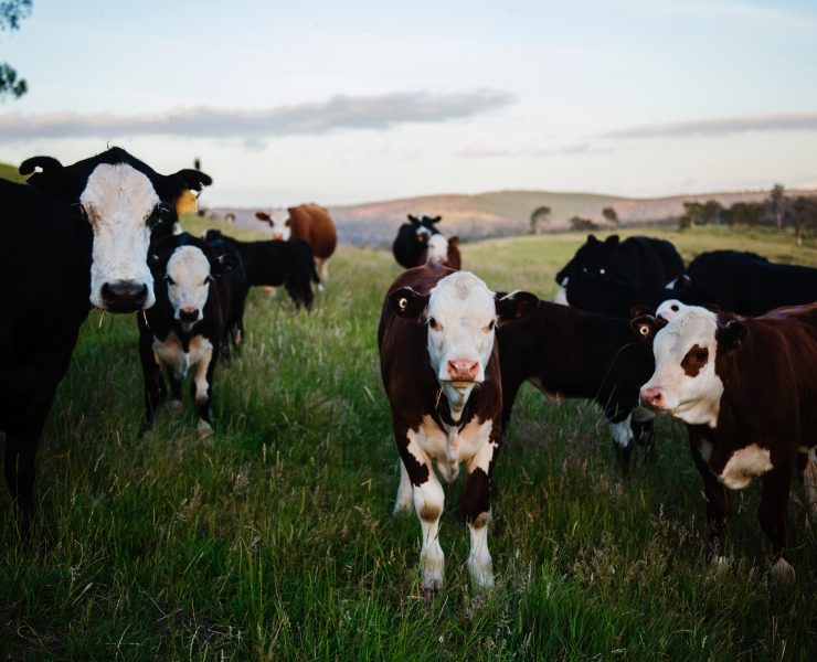 Cows in a field