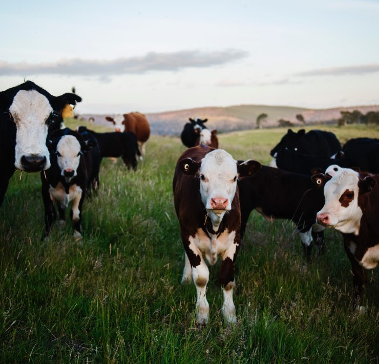 Cows in a field