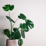 A cheese plant in a pot