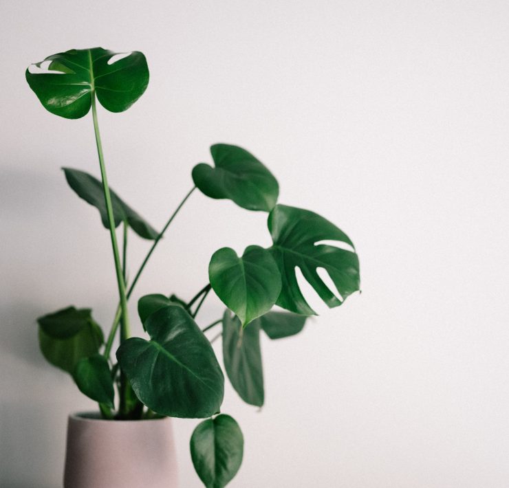 A cheese plant in a pot