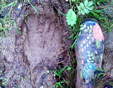 Footprint find Bourton woods 2016