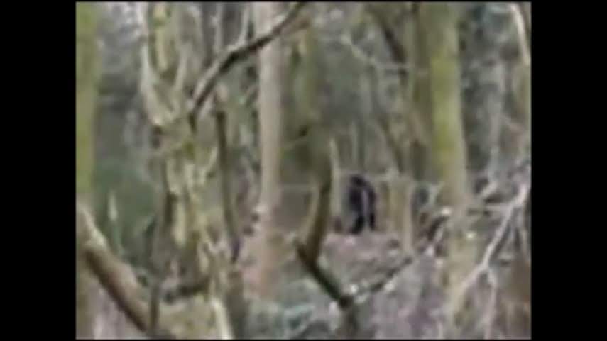 An ape-like creature pictured in Shropshire in 2019