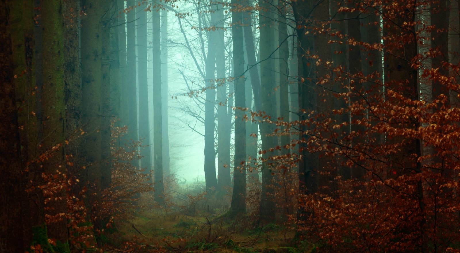 A mist forest with an eerie blue glow