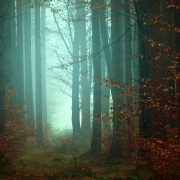 A mist forest with an eerie blue glow