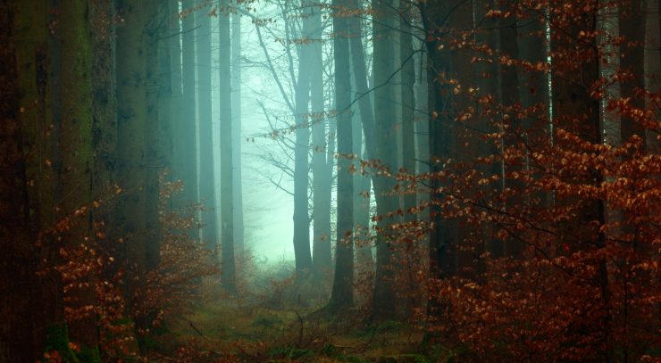A mist forest with an eerie blue glow