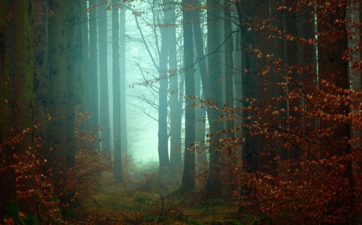 A mist forest with an eerie blue glow