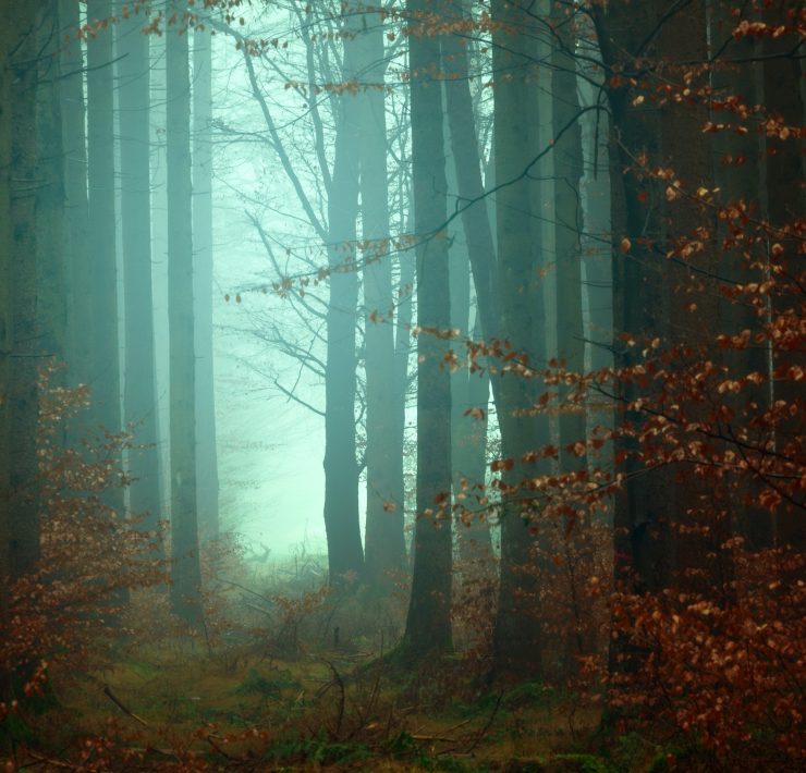 A mist forest with an eerie blue glow