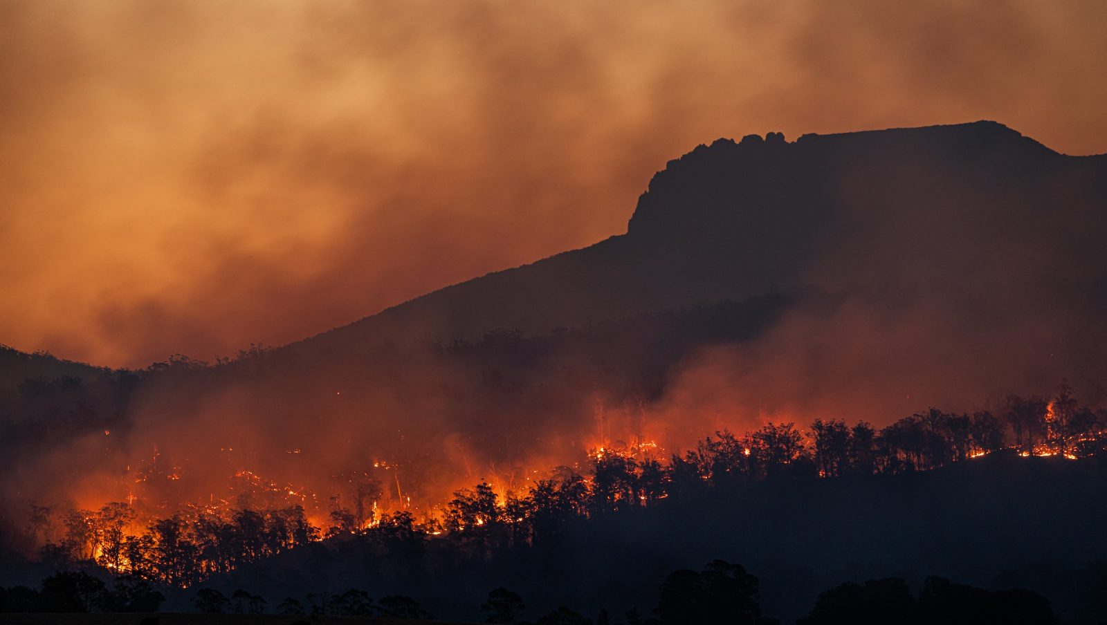wildfires in the Australian bush