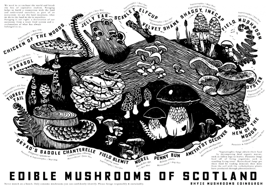 edible mushrooms of scotland foraging poster