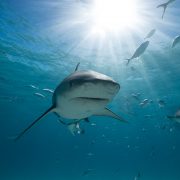 Tiger Shark swimming towards the camera.