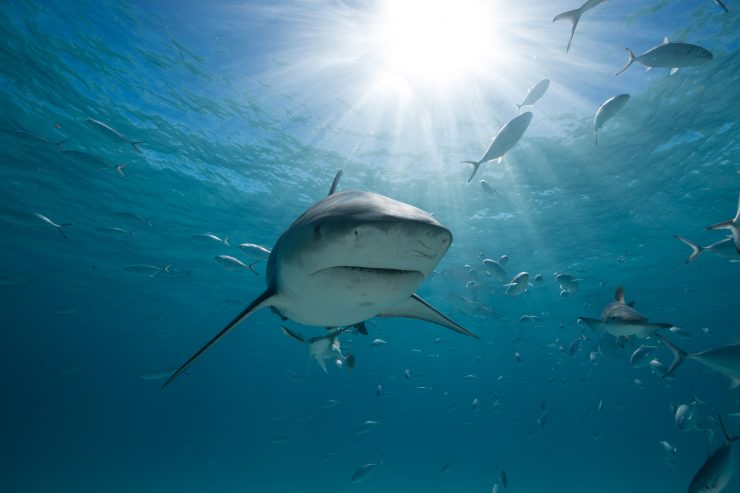 Tiger Shark swimming towards the camera.