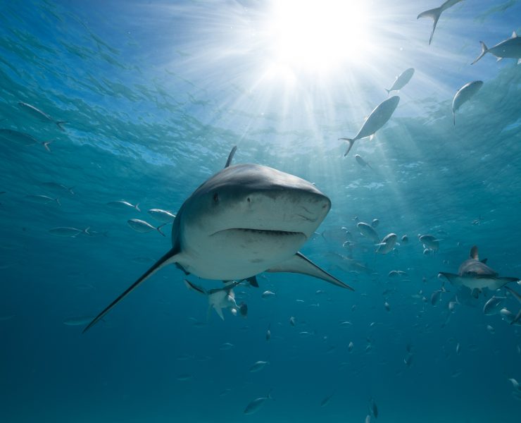 Tiger Shark swimming towards the camera.