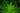 A cannabis plant