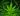 A cannabis plant