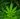 A cannabis plant