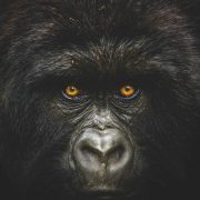 Into the congo - National Geographic Traveller Photography Competition