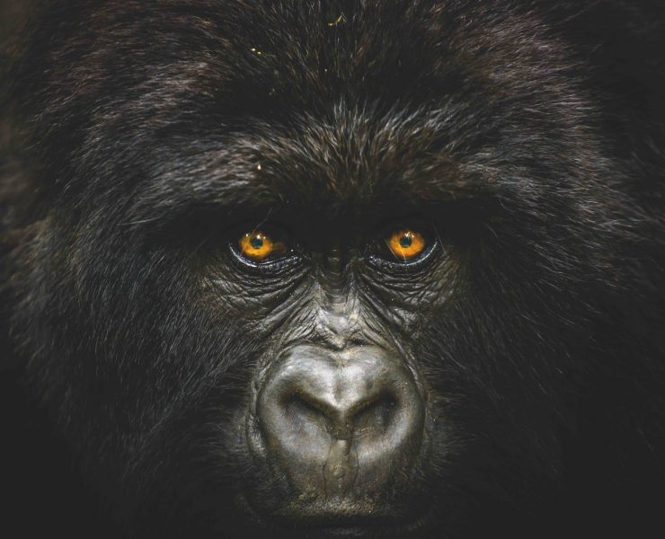 Into the congo - National Geographic Traveller Photography Competition
