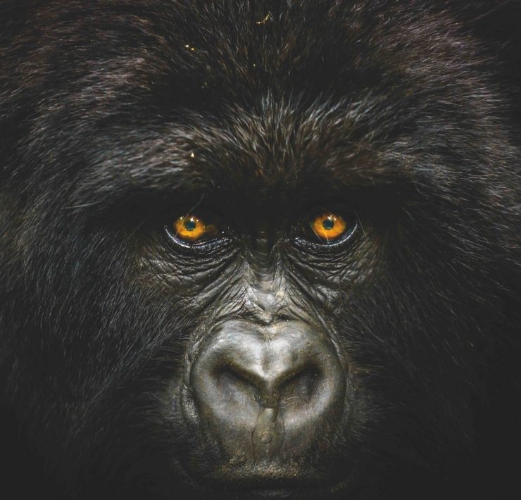Into the congo - National Geographic Traveller Photography Competition