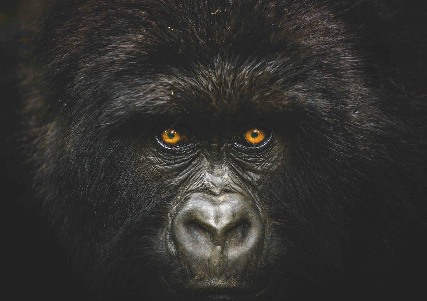 Into the congo - National Geographic Traveller Photography Competition