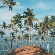 A man stands surrounded by coconut trees
