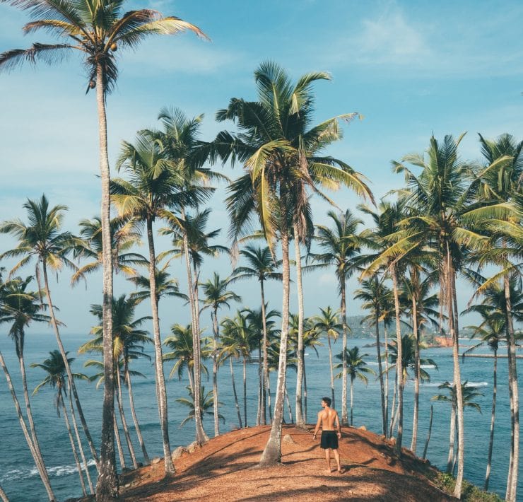 A man stands surrounded by coconut trees