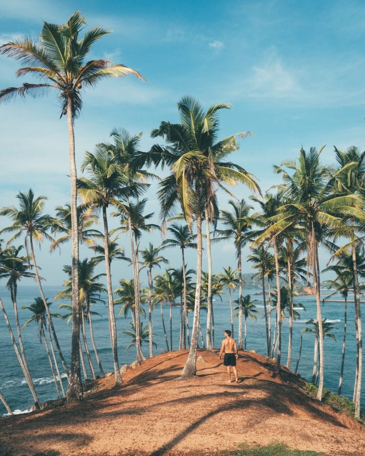 A man stands surrounded by coconut trees