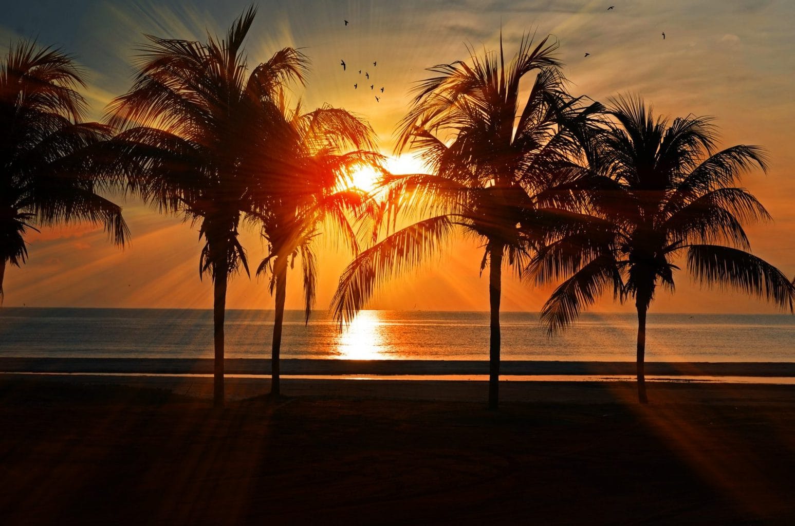 Sunset on a beach with palm trees in the foreground