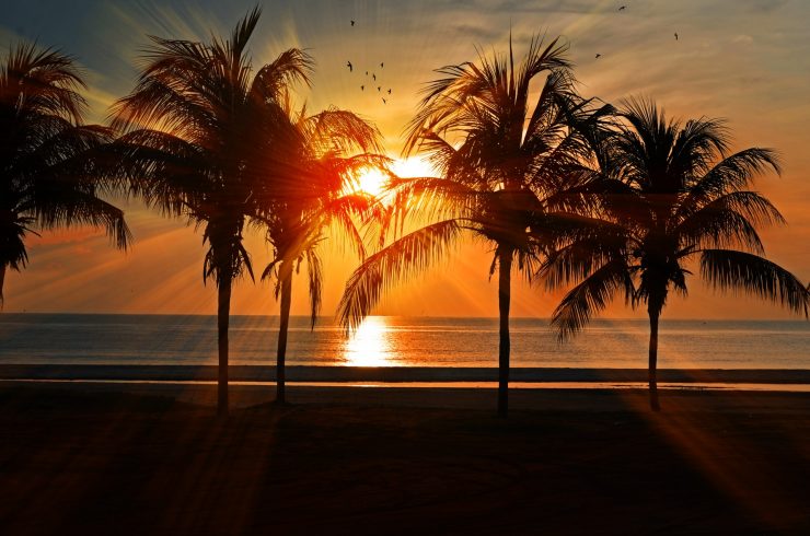 Sunset on a beach with palm trees in the foreground
