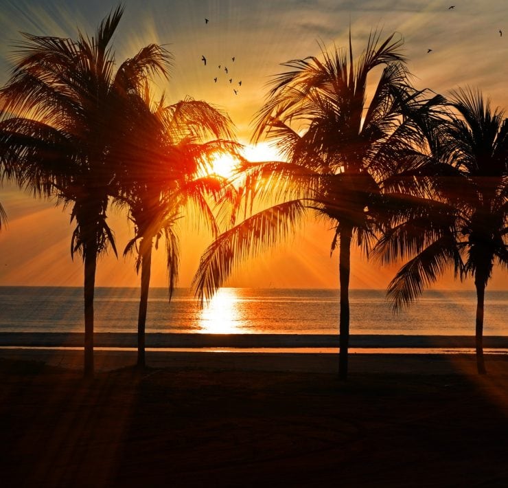 Sunset on a beach with palm trees in the foreground
