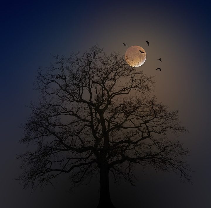 Spooky tree with moon in the sky