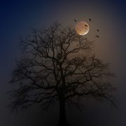 Spooky tree with moon in the sky
