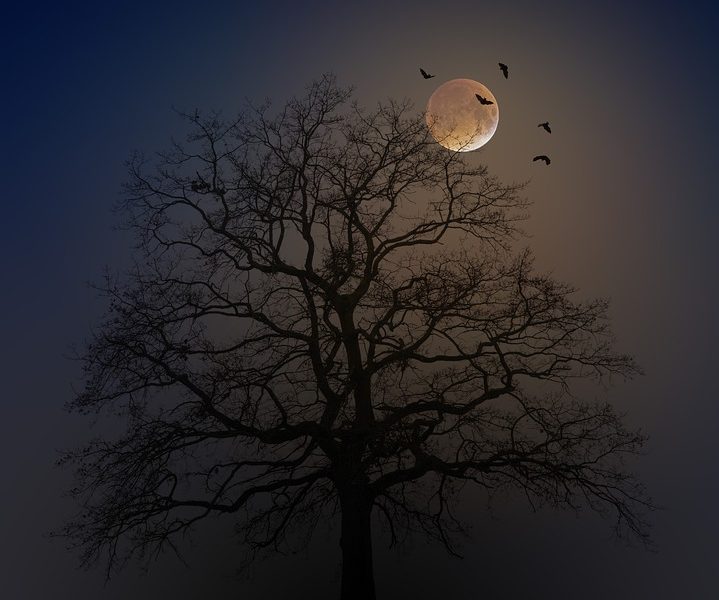 Spooky tree with moon in the sky