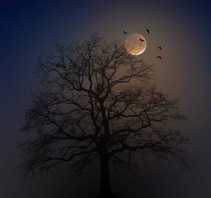 Spooky tree with moon in the sky
